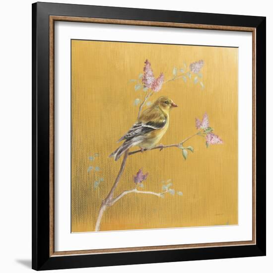 Female Goldfinch on Gold-Danhui Nai-Framed Art Print