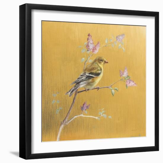 Female Goldfinch on Gold-Danhui Nai-Framed Art Print