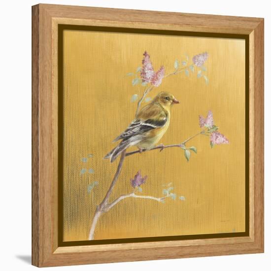 Female Goldfinch on Gold-Danhui Nai-Framed Stretched Canvas