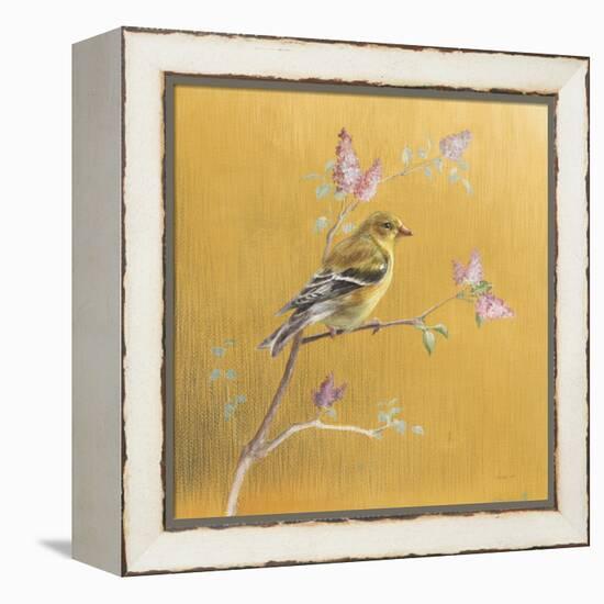 Female Goldfinch on Gold-Danhui Nai-Framed Stretched Canvas