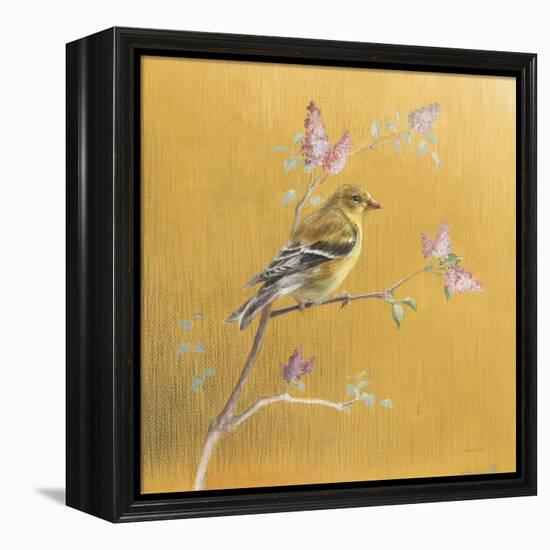 Female Goldfinch on Gold-Danhui Nai-Framed Stretched Canvas