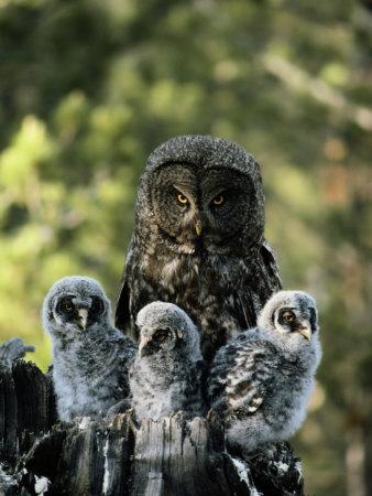 Female Great Gray Owl and Her Three Babies Photographic Print by ...