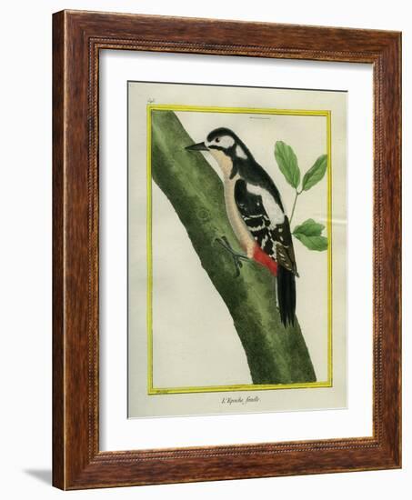 Female Great Spotted Woodpecker-Georges-Louis Buffon-Framed Giclee Print
