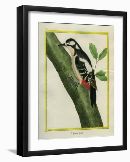 Female Great Spotted Woodpecker-Georges-Louis Buffon-Framed Giclee Print