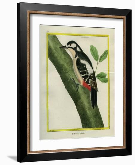 Female Great Spotted Woodpecker-Georges-Louis Buffon-Framed Giclee Print