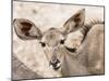 Female greater kudu (Tragelaphus strepsiceros), Chobe National Park, Botswana-Michael Nolan-Mounted Photographic Print