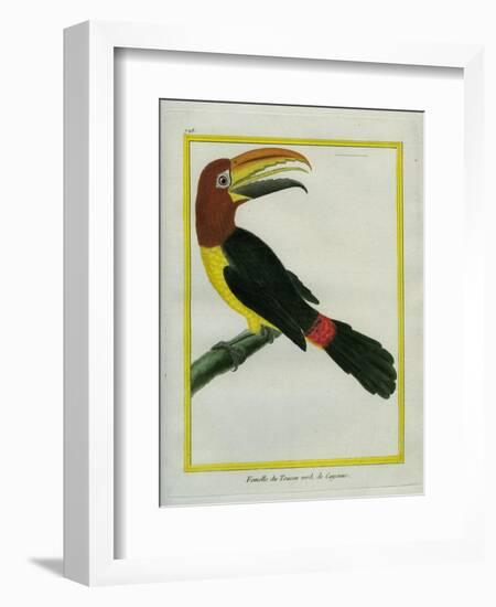 Female Green Aracari-Georges-Louis Buffon-Framed Giclee Print