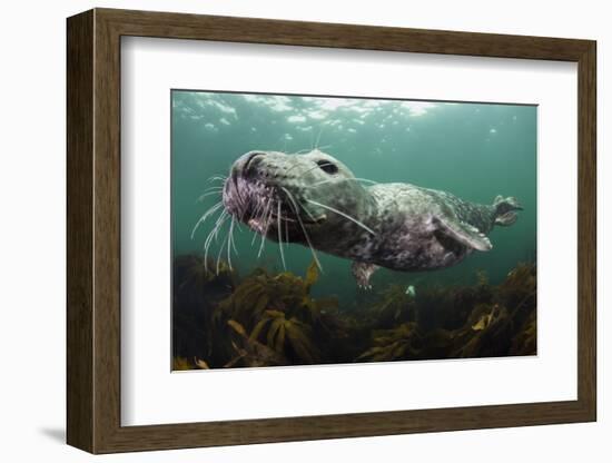 Female Grey Seal Juvenile Swimming over Kelp, Off Farne Islands, Northumberland-Alex Mustard-Framed Photographic Print