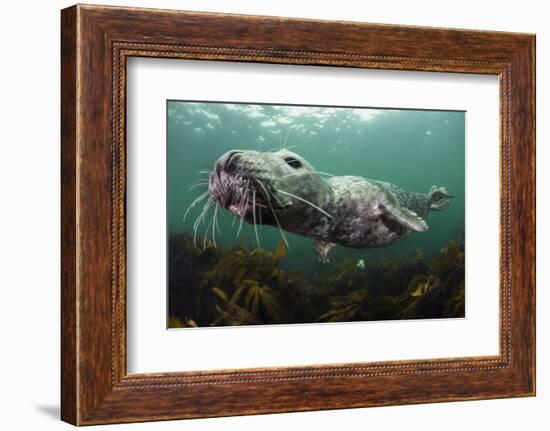 Female Grey Seal Juvenile Swimming over Kelp, Off Farne Islands, Northumberland-Alex Mustard-Framed Photographic Print