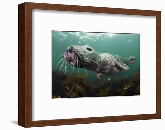 Female Grey Seal Juvenile Swimming over Kelp, Off Farne Islands, Northumberland-Alex Mustard-Framed Photographic Print