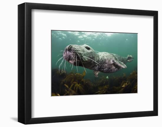 Female Grey Seal Juvenile Swimming over Kelp, Off Farne Islands, Northumberland-Alex Mustard-Framed Photographic Print