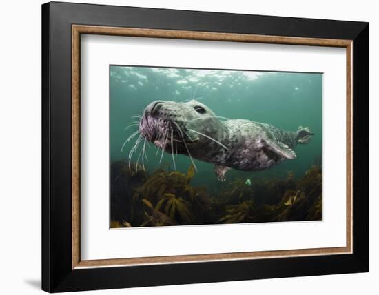 Female Grey Seal Juvenile Swimming over Kelp, Off Farne Islands, Northumberland-Alex Mustard-Framed Photographic Print