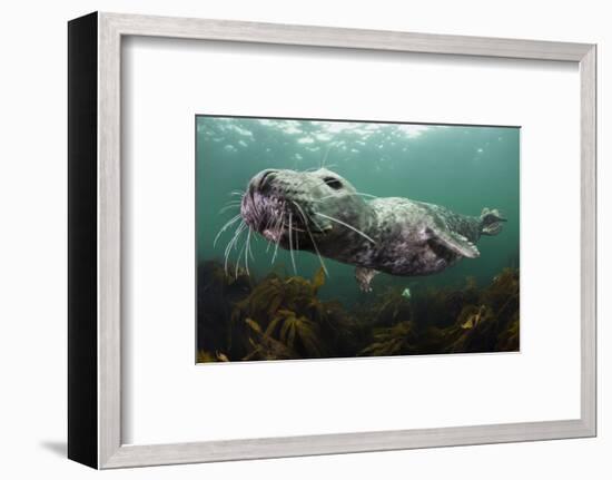 Female Grey Seal Juvenile Swimming over Kelp, Off Farne Islands, Northumberland-Alex Mustard-Framed Photographic Print