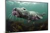 Female Grey Seal Juvenile Swimming over Kelp, Off Farne Islands, Northumberland-Alex Mustard-Mounted Photographic Print