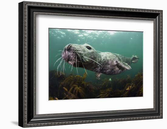 Female Grey Seal Juvenile Swimming over Kelp, Off Farne Islands, Northumberland-Alex Mustard-Framed Photographic Print