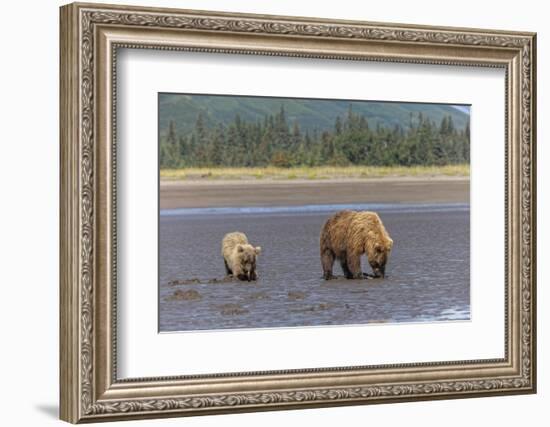 Female grizzly bear and cub clamming, Lake Clark National Park and Preserve, Alaska-Adam Jones-Framed Photographic Print