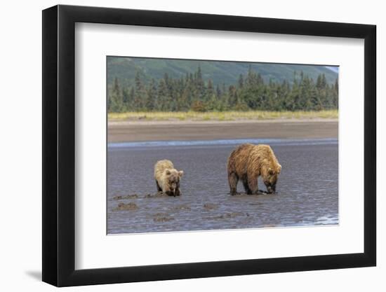 Female grizzly bear and cub clamming, Lake Clark National Park and Preserve, Alaska-Adam Jones-Framed Photographic Print