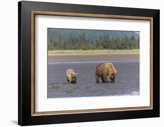 Female grizzly bear and cub clamming, Lake Clark National Park and Preserve, Alaska-Adam Jones-Framed Photographic Print