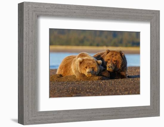 Female grizzly bear and cub sleeping on beach, Lake Clark National Park and Preserve, Alaska-Adam Jones-Framed Photographic Print