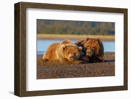 Female grizzly bear and cub sleeping on beach, Lake Clark National Park and Preserve, Alaska-Adam Jones-Framed Photographic Print