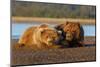 Female grizzly bear and cub sleeping on beach, Lake Clark National Park and Preserve, Alaska-Adam Jones-Mounted Photographic Print