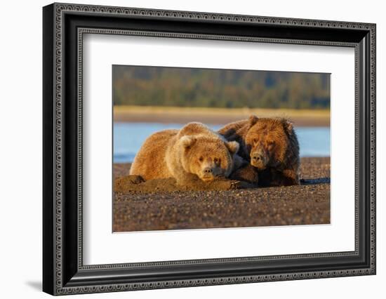 Female grizzly bear and cub sleeping on beach, Lake Clark National Park and Preserve, Alaska-Adam Jones-Framed Photographic Print