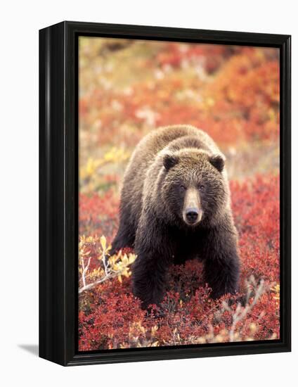 Female Grizzly Bear Foraging Red Alpine Blueberries, Denali National Park, Alaska, USA-Hugh Rose-Framed Premier Image Canvas