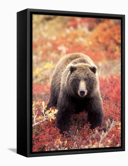 Female Grizzly Bear Foraging Red Alpine Blueberries, Denali National Park, Alaska, USA-Hugh Rose-Framed Premier Image Canvas