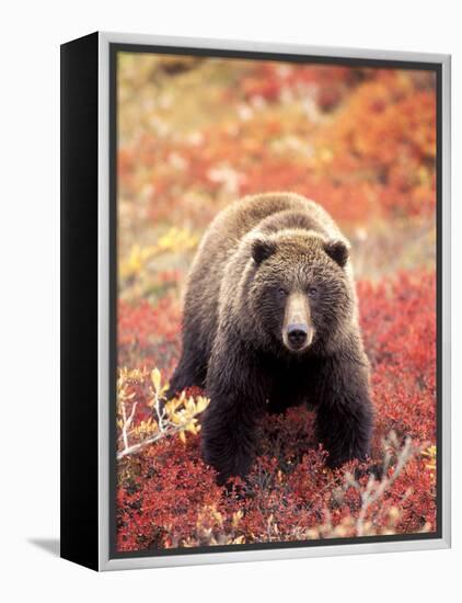 Female Grizzly Bear Foraging Red Alpine Blueberries, Denali National Park, Alaska, USA-Hugh Rose-Framed Premier Image Canvas