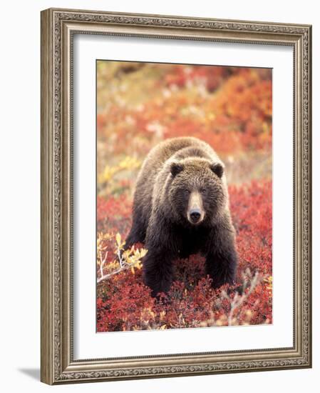 Female Grizzly Bear Foraging Red Alpine Blueberries, Denali National Park, Alaska, USA-Hugh Rose-Framed Photographic Print