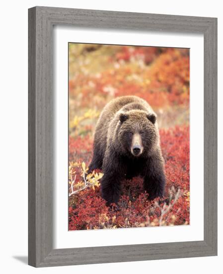 Female Grizzly Bear Foraging Red Alpine Blueberries, Denali National Park, Alaska, USA-Hugh Rose-Framed Photographic Print