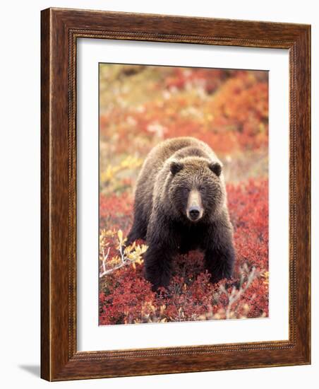 Female Grizzly Bear Foraging Red Alpine Blueberries, Denali National Park, Alaska, USA-Hugh Rose-Framed Photographic Print