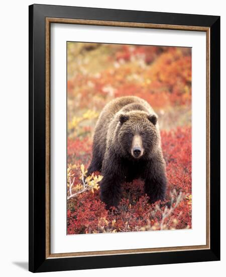 Female Grizzly Bear Foraging Red Alpine Blueberries, Denali National Park, Alaska, USA-Hugh Rose-Framed Photographic Print