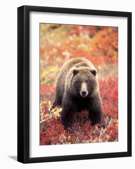 Female Grizzly Bear Foraging Red Alpine Blueberries, Denali National Park, Alaska, USA-Hugh Rose-Framed Photographic Print