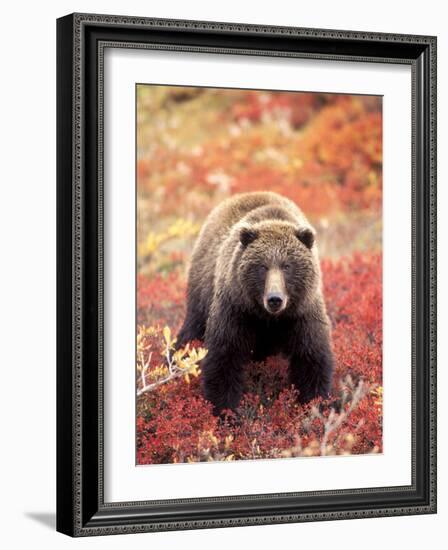 Female Grizzly Bear Foraging Red Alpine Blueberries, Denali National Park, Alaska, USA-Hugh Rose-Framed Photographic Print