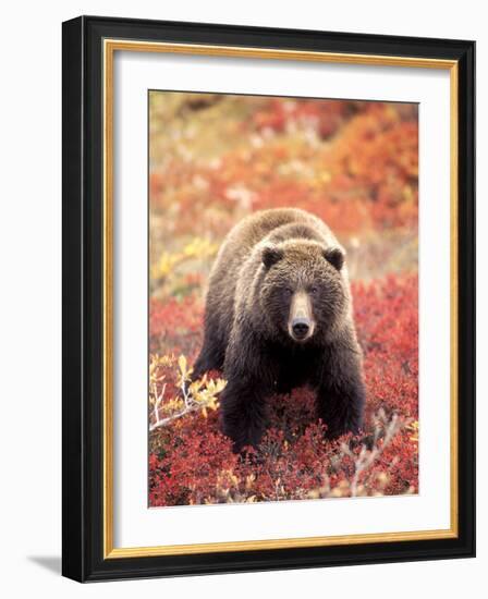 Female Grizzly Bear Foraging Red Alpine Blueberries, Denali National Park, Alaska, USA-Hugh Rose-Framed Photographic Print