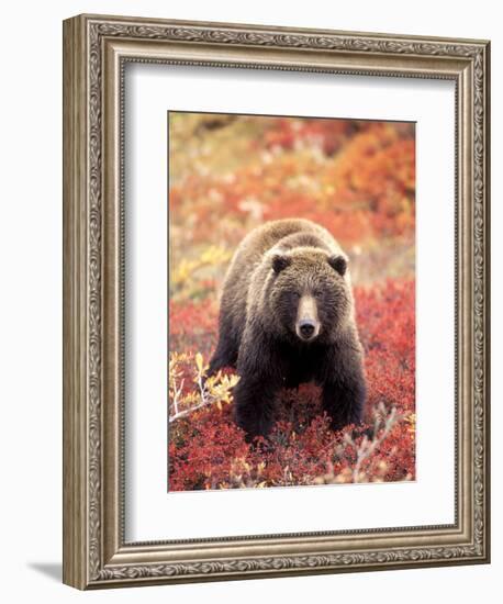 Female Grizzly Bear Foraging Red Alpine Blueberries, Denali National Park, Alaska, USA-Hugh Rose-Framed Photographic Print