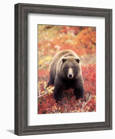 Female Grizzly Bear Foraging Red Alpine Blueberries, Denali National Park, Alaska, USA-Hugh Rose-Framed Photographic Print