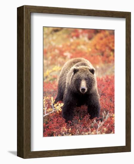 Female Grizzly Bear Foraging Red Alpine Blueberries, Denali National Park, Alaska, USA-Hugh Rose-Framed Photographic Print