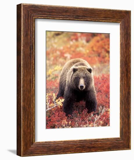 Female Grizzly Bear Foraging Red Alpine Blueberries, Denali National Park, Alaska, USA-Hugh Rose-Framed Photographic Print