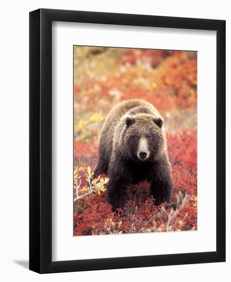 Female Grizzly Bear Foraging Red Alpine Blueberries, Denali National Park, Alaska, USA-Hugh Rose-Framed Photographic Print