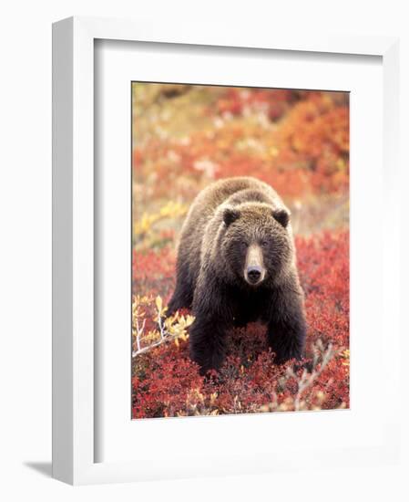 Female Grizzly Bear Foraging Red Alpine Blueberries, Denali National Park, Alaska, USA-Hugh Rose-Framed Photographic Print