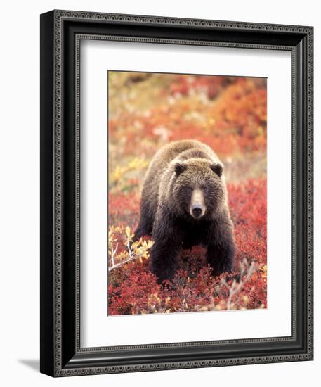 Female Grizzly Bear Foraging Red Alpine Blueberries, Denali National Park, Alaska, USA-Hugh Rose-Framed Photographic Print