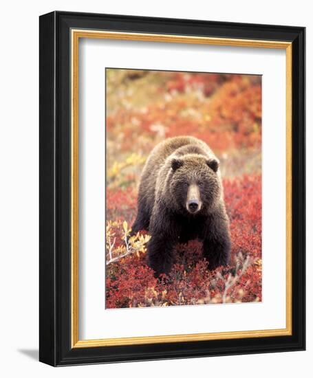 Female Grizzly Bear Foraging Red Alpine Blueberries, Denali National Park, Alaska, USA-Hugh Rose-Framed Photographic Print