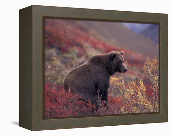 Female Grizzly Bear in Alpine Tundra, Denali National Park, Alaska, USA-Hugh Rose-Framed Premier Image Canvas