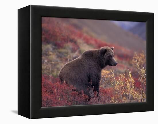 Female Grizzly Bear in Alpine Tundra, Denali National Park, Alaska, USA-Hugh Rose-Framed Premier Image Canvas