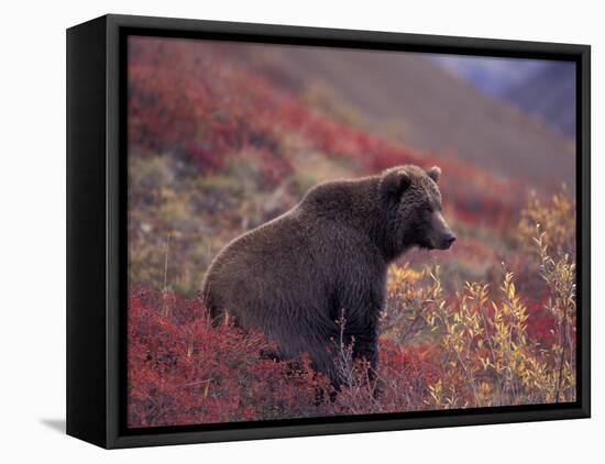 Female Grizzly Bear in Alpine Tundra, Denali National Park, Alaska, USA-Hugh Rose-Framed Premier Image Canvas