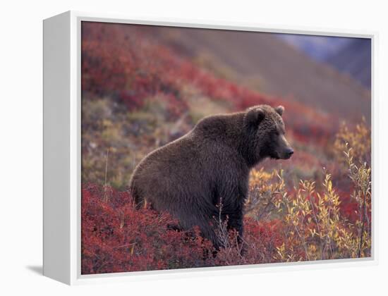 Female Grizzly Bear in Alpine Tundra, Denali National Park, Alaska, USA-Hugh Rose-Framed Premier Image Canvas