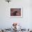 Female Grizzly Bear in Alpine Tundra, Denali National Park, Alaska, USA-Hugh Rose-Framed Photographic Print displayed on a wall