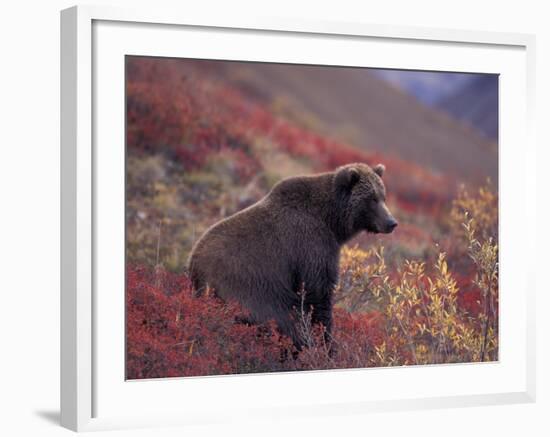 Female Grizzly Bear in Alpine Tundra, Denali National Park, Alaska, USA-Hugh Rose-Framed Photographic Print